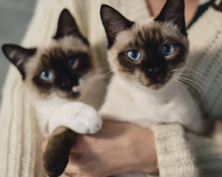 automatic feeder with camera