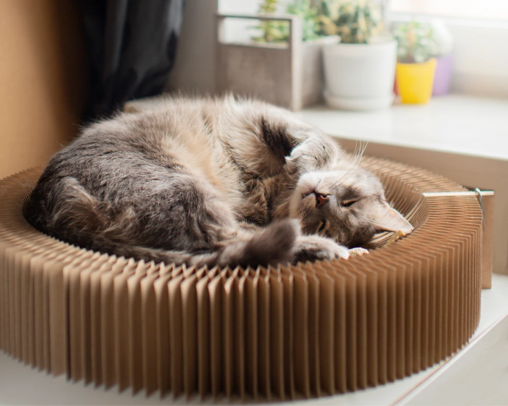 smart automatic pet feeder